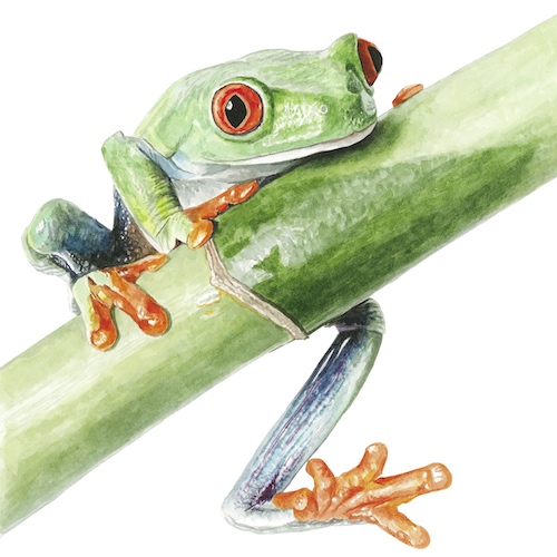 How to Paint a Frog