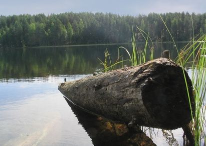 How to Paint a Log