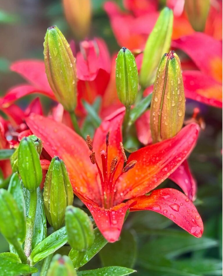 Daylily Landscaping Ideas That Instantly Elevate Your Garden (Low-Maintenance, High-Impact)