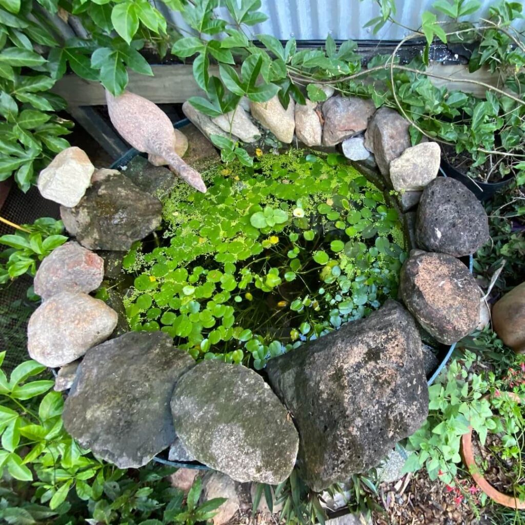 DIY Backyard Pond Ideas That Turn Any Yard into a Serene Water Oasis ...